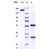SDS-PAGE - Quetmolimab Biosimilar - Anti-CX3CL1 Antibody - Low endotoxin, Azide free (A323683) - Antibodies.com