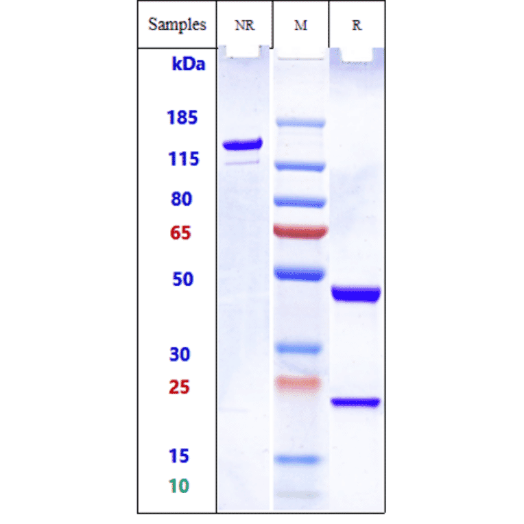 SDS-PAGE - Quilizumab Biosimilar - Anti-Human IgE (M1 prime) Antibody - Low endotoxin, Azide free (A323684) - Antibodies.com