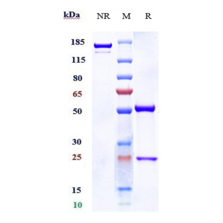 SDS-PAGE - Racotumomab Biosimilar - Anti-ST3GAL5 Antibody - Low endotoxin, Azide free (A323685) - Antibodies.com