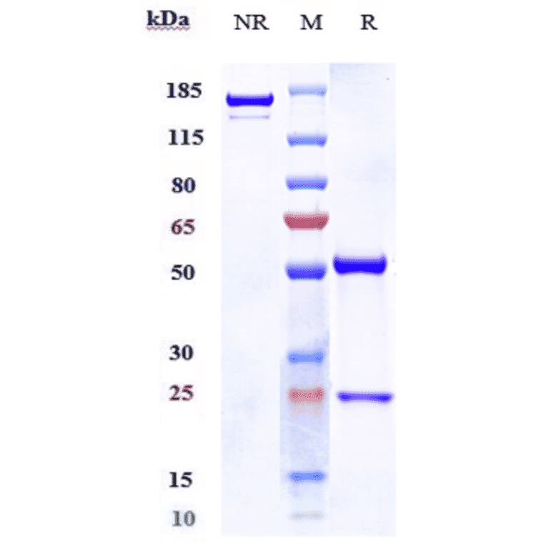 SDS-PAGE - Racotumomab Biosimilar - Anti-ST3GAL5 Antibody - Low endotoxin, Azide free (A323685) - Antibodies.com