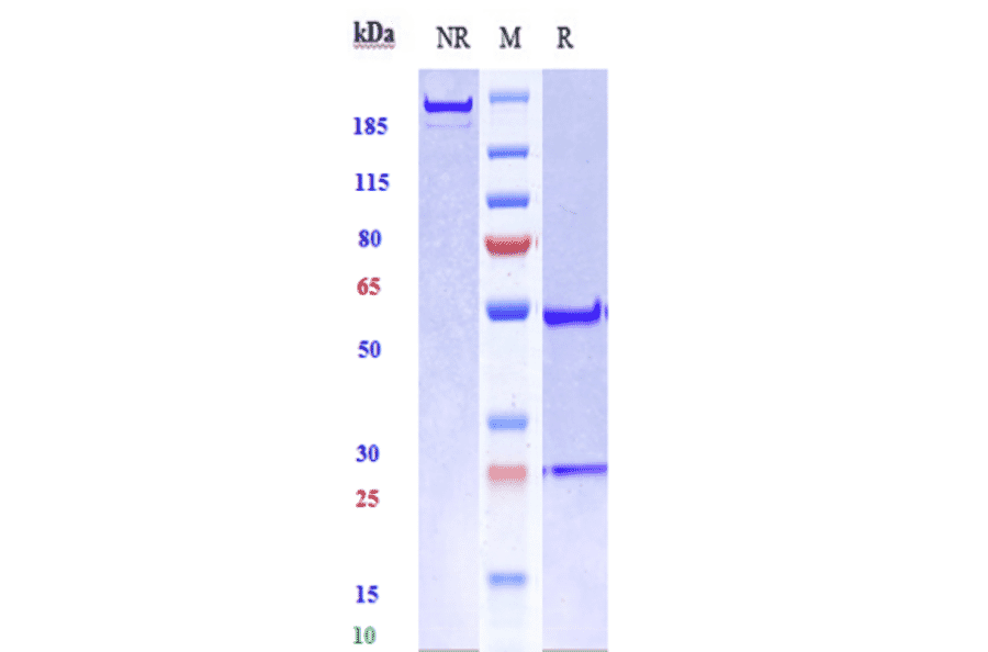 SDS-PAGE - Radretumab Biosimilar - Anti-Fibronectin Antibody - Low endotoxin, Azide free (A323686) - Antibodies.com