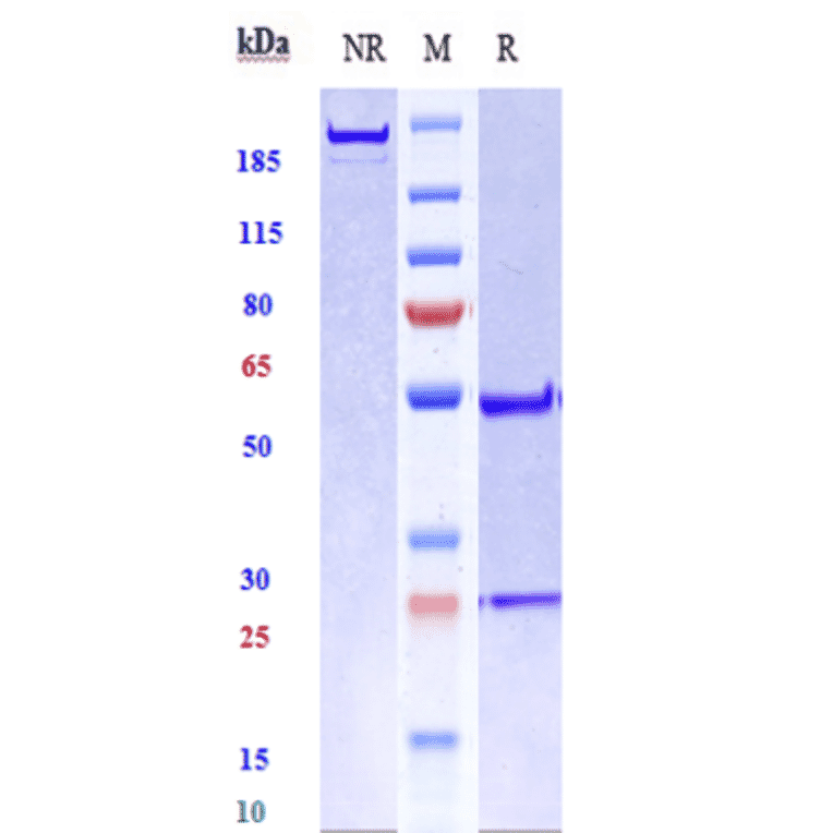 SDS-PAGE - Radretumab Biosimilar - Anti-Fibronectin Antibody - Low endotoxin, Azide free (A323686) - Antibodies.com