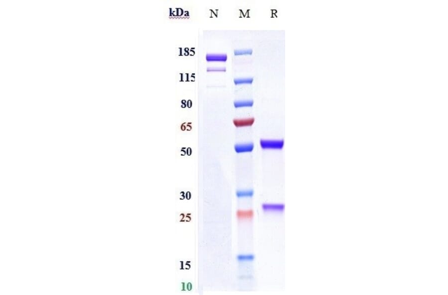 SDS-PAGE - Rafivirumab Biosimilar - Anti-Rabies Virus Glycoprotein Antibody - Low endotoxin, Azide free (A323687) - Antibodies.com