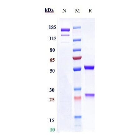 SDS-PAGE - Rafivirumab Biosimilar - Anti-Rabies Virus Glycoprotein Antibody - Low endotoxin, Azide free (A323687) - Antibodies.com