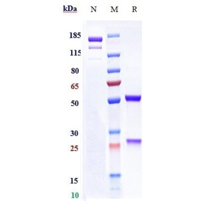 SDS-PAGE - Rafivirumab Biosimilar - Anti-Rabies Virus Glycoprotein Antibody - Low endotoxin, Azide free (A323687) - Antibodies.com
