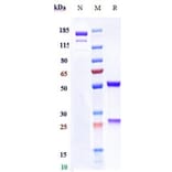 SDS-PAGE - Rafivirumab Biosimilar - Anti-Rabies Virus Glycoprotein Antibody - Low endotoxin, Azide free (A323687) - Antibodies.com