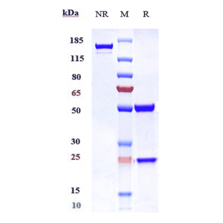 SDS-PAGE - Ragifilimab Biosimilar - Anti-GITR Antibody - Low endotoxin, Azide free (A323688) - Antibodies.com