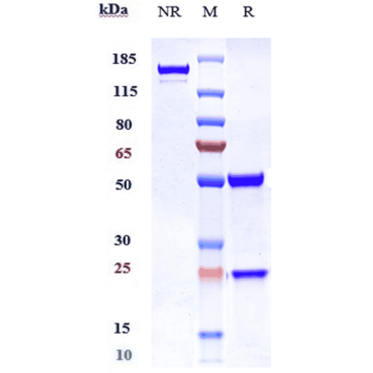 SDS-PAGE - Ragifilimab Biosimilar - Anti-GITR Antibody - Low endotoxin, Azide free (A323688) - Antibodies.com