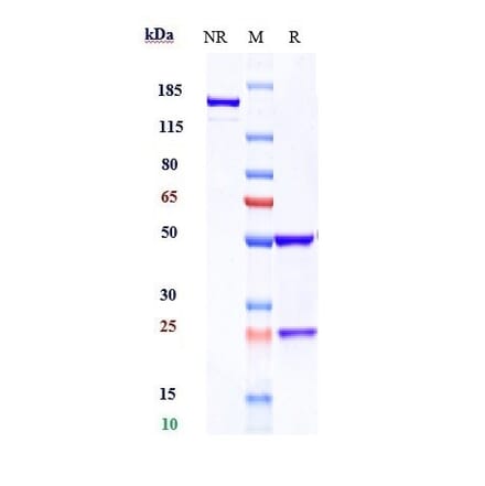 SDS-PAGE - Ramucirumab Biosimilar - Anti-VEGF Receptor 2 Antibody - Low endotoxin, Azide free (A323690) - Antibodies.com