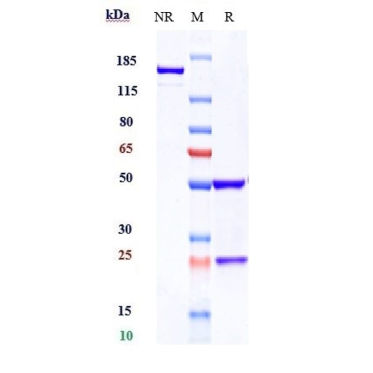 SDS-PAGE - Ramucirumab Biosimilar - Anti-VEGF Receptor 2 Antibody - Low endotoxin, Azide free (A323690) - Antibodies.com