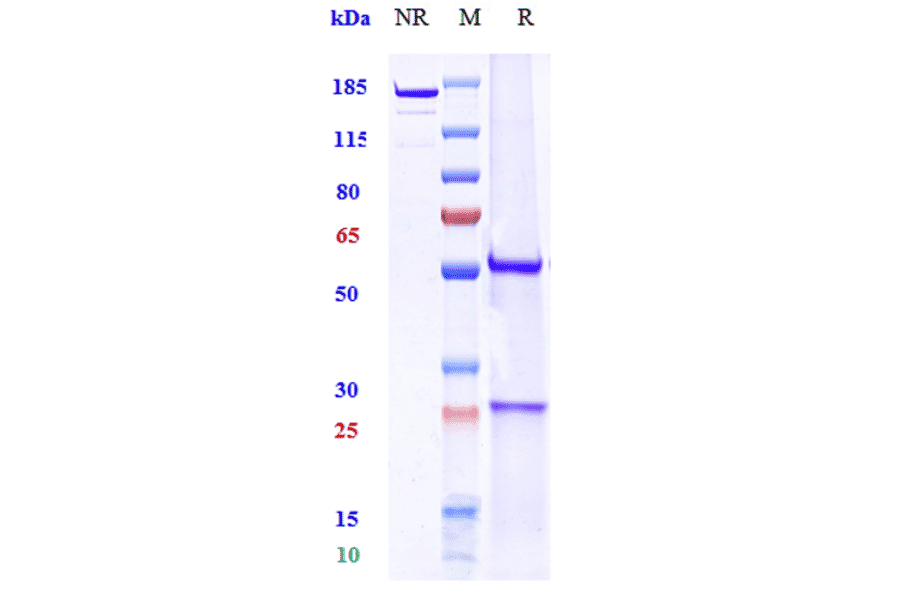 SDS-PAGE - Ravagalimab Biosimilar - Anti-CD40 Antibody - Low endotoxin, Azide free (A323691) - Antibodies.com