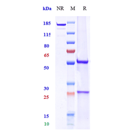 SDS-PAGE - Ravagalimab Biosimilar - Anti-CD40 Antibody - Low endotoxin, Azide free (A323691) - Antibodies.com