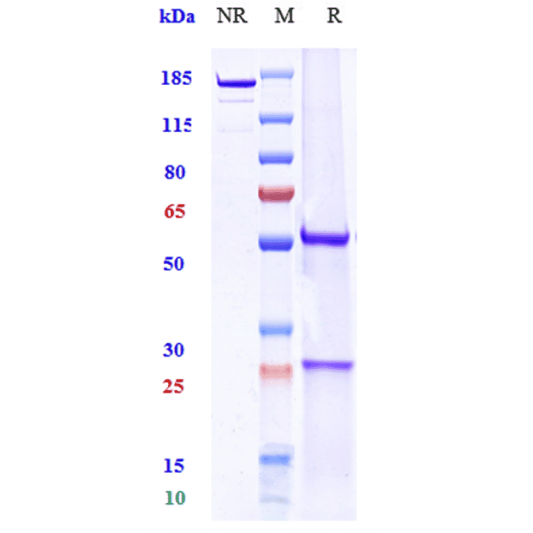 SDS-PAGE - Ravagalimab Biosimilar - Anti-CD40 Antibody - Low endotoxin, Azide free (A323691) - Antibodies.com