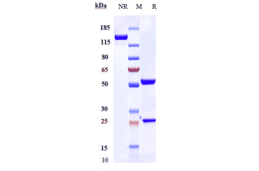 SDS-PAGE - Ravulizumab Biosimilar - Anti-C5 Antibody - Low endotoxin, Azide free (A323692) - Antibodies.com