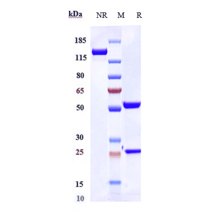 SDS-PAGE - Ravulizumab Biosimilar - Anti-C5 Antibody - Low endotoxin, Azide free (A323692) - Antibodies.com