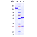 SDS-PAGE - Ravulizumab Biosimilar - Anti-C5 Antibody - Low endotoxin, Azide free (A323692) - Antibodies.com