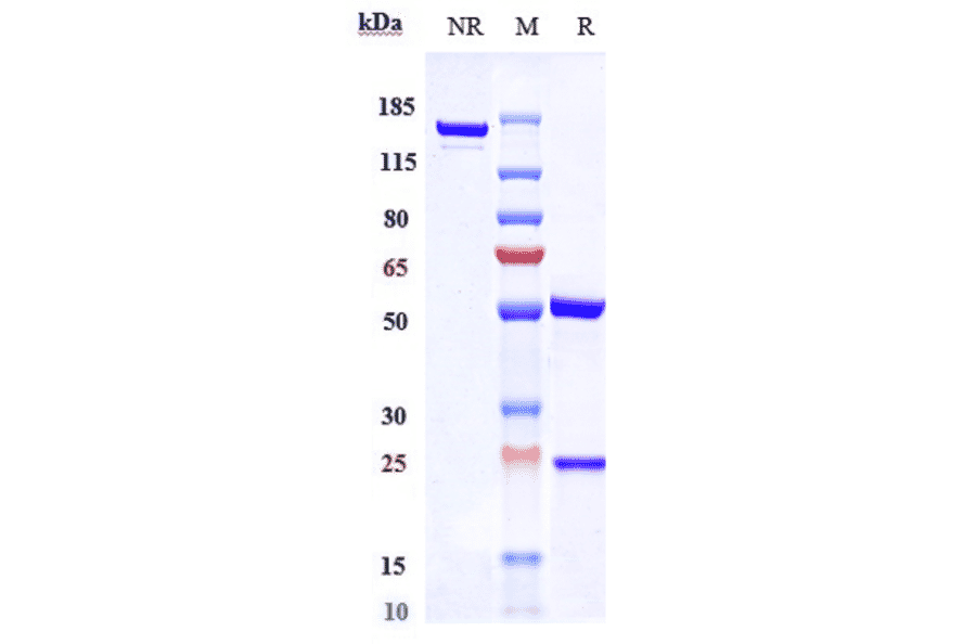 SDS-PAGE - Recaticimab Biosimilar - Anti-PCSK9 Antibody - Low endotoxin, Azide free (A323693) - Antibodies.com