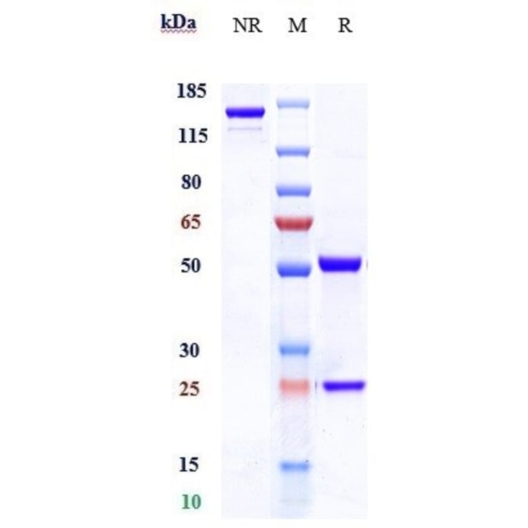 SDS-PAGE - Refanezumab Biosimilar - Anti-MAG/GMA Antibody - Low endotoxin, Azide free (A323694) - Antibodies.com
