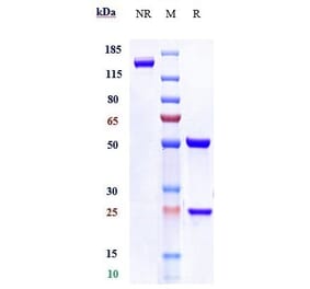 SDS-PAGE - Relatlimab Biosimilar - Anti-LAG-3 Antibody - Low endotoxin, Azide free (A323695) - Antibodies.com