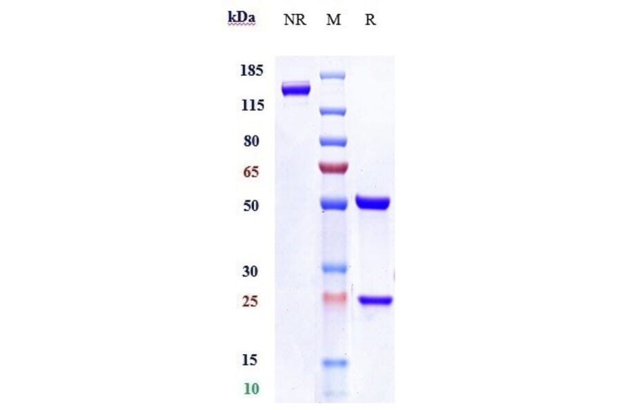SDS-PAGE - Relatlimab Biosimilar - Anti-LAG-3 Antibody - Low endotoxin, Azide free (A323695) - Antibodies.com