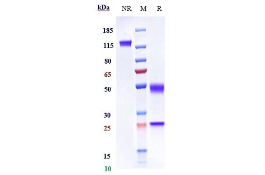 SDS-PAGE - Rilotumumab Biosimilar - Anti-HGF Antibody - Low endotoxin, Azide free (A323698) - Antibodies.com