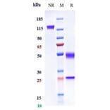 SDS-PAGE - Rilotumumab Biosimilar - Anti-HGF Antibody - Low endotoxin, Azide free (A323698) - Antibodies.com