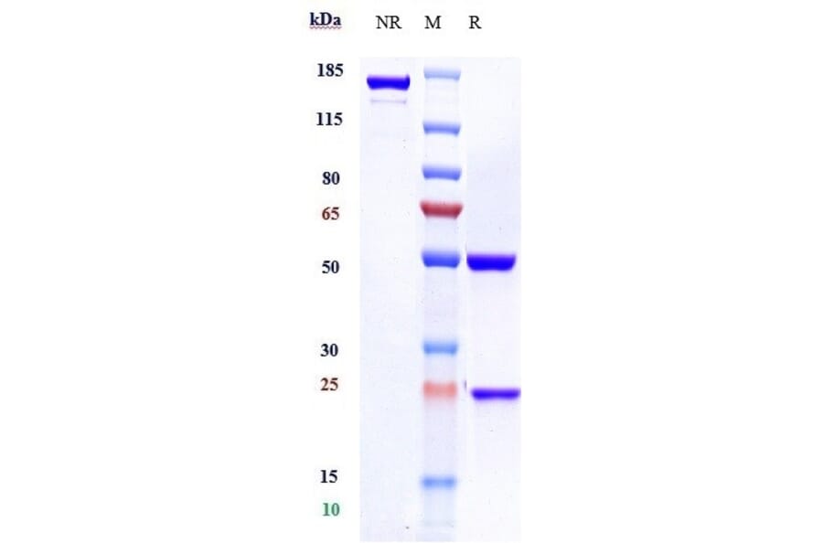 Rituximab Biosimilar - Anti-CD20 Antibody - A323702 - Antibodies.com