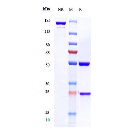 SDS-PAGE - Rituximab Biosimilar - Anti-CD20 Antibody - Low endotoxin, Azide free (A323702) - Antibodies.com