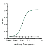 ELISA - Rituximab Biosimilar - Anti-CD20 Antibody - Low endotoxin, Azide free (A323702) - Antibodies.com