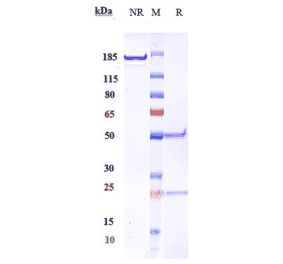 SDS-PAGE - Robatumumab Biosimilar - Anti-IGF1 Receptor Antibody - Low endotoxin, Azide free (A323703) - Antibodies.com