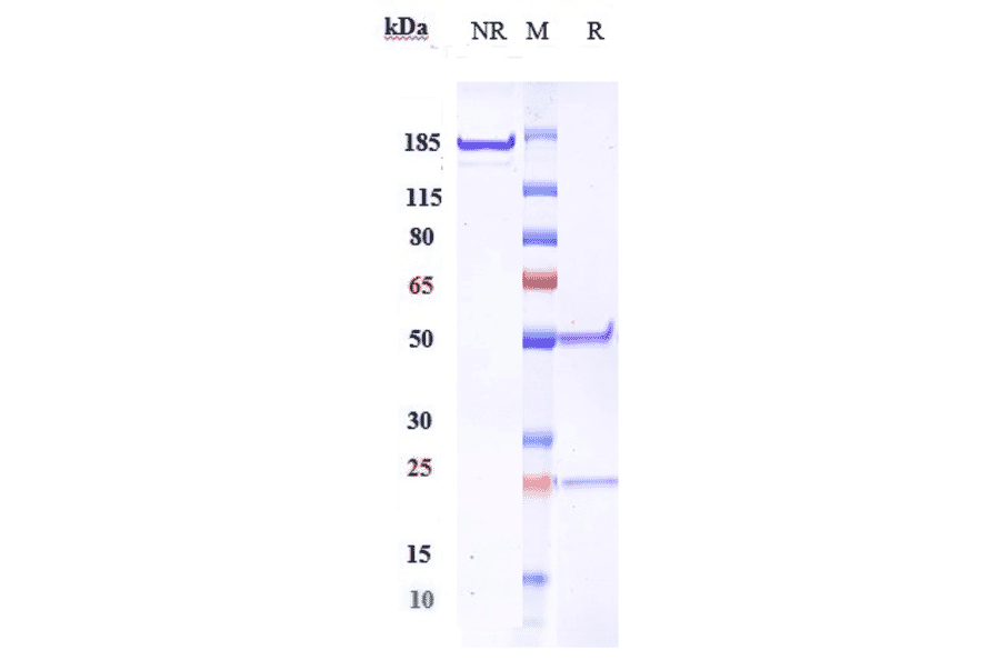 SDS-PAGE - Robatumumab Biosimilar - Anti-IGF1 Receptor Antibody - Low endotoxin, Azide free (A323703) - Antibodies.com