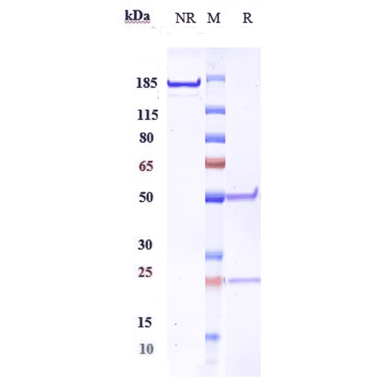 SDS-PAGE - Robatumumab Biosimilar - Anti-IGF1 Receptor Antibody - Low endotoxin, Azide free (A323703) - Antibodies.com