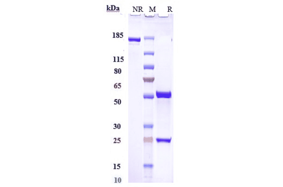 SDS-PAGE - Roledumab Biosimilar - Anti-RhD Antibody - Low endotoxin, Azide free (A323704) - Antibodies.com