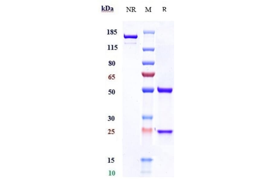 SDS-PAGE - Rolinsatamab Biosimilar - Anti-Prolactin Receptor/PRL-R Antibody - Low endotoxin, Azide free (A323705) - Antibodies.com