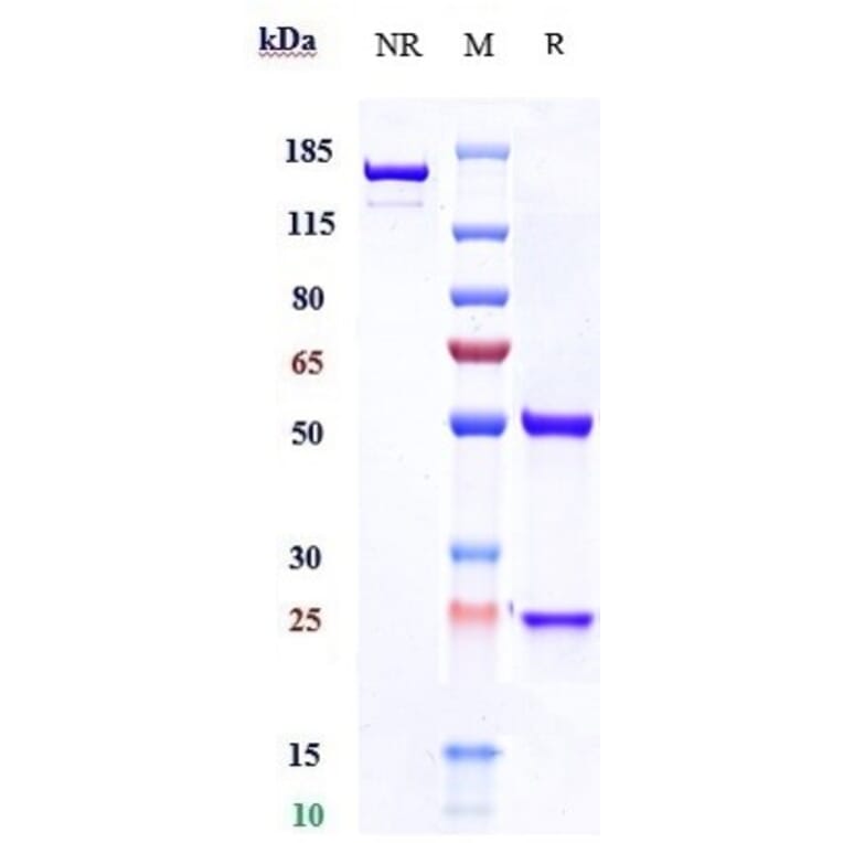 SDS-PAGE - Rolinsatamab Biosimilar - Anti-Prolactin Receptor/PRL-R Antibody - Low endotoxin, Azide free (A323705) - Antibodies.com