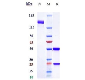 SDS-PAGE - Romosozumab Biosimilar - Anti-Sclerostin Antibody - Low endotoxin, Azide free (A323706) - Antibodies.com