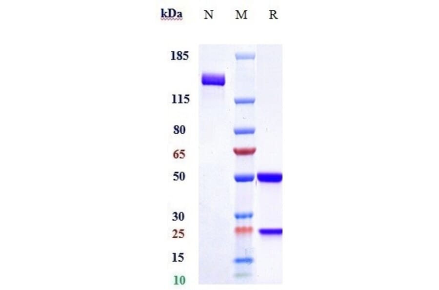 SDS-PAGE - Romosozumab Biosimilar - Anti-Sclerostin Antibody - Low endotoxin, Azide free (A323706) - Antibodies.com