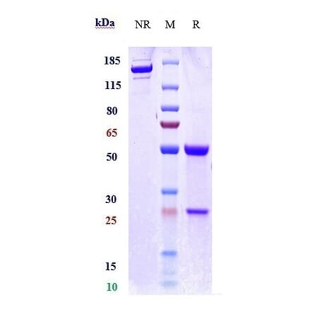 SDS-PAGE - Rontalizumab Biosimilar - Anti-Interferon alpha 1 Antibody - Low endotoxin, Azide free (A323707) - Antibodies.com