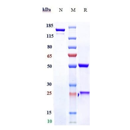 SDS-PAGE - Rosmantuzumab Biosimilar - Anti-RSPO3 Antibody - Low endotoxin, Azide free (A323708) - Antibodies.com