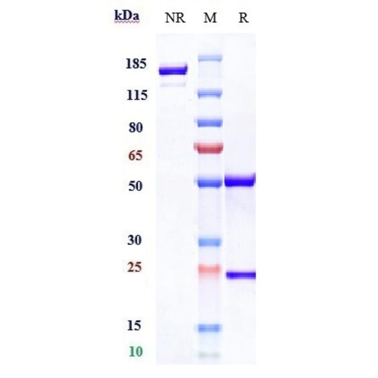 SDS-PAGE - Rosopatamab Biosimilar - Anti-PSMA Antibody - Low endotoxin, Azide free (A323710) - Antibodies.com