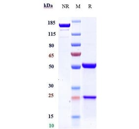 SDS-PAGE - Rovalpituzumab Biosimilar - Anti-DLL3 Antibody - Low endotoxin, Azide free (A323712) - Antibodies.com