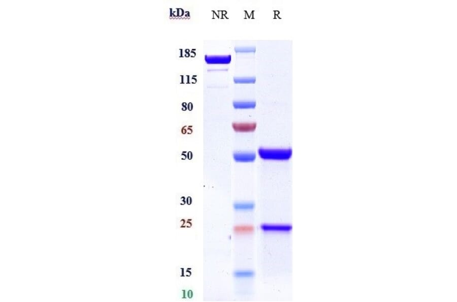SDS-PAGE - Rovalpituzumab Biosimilar - Anti-DLL3 Antibody - Low endotoxin, Azide free (A323712) - Antibodies.com