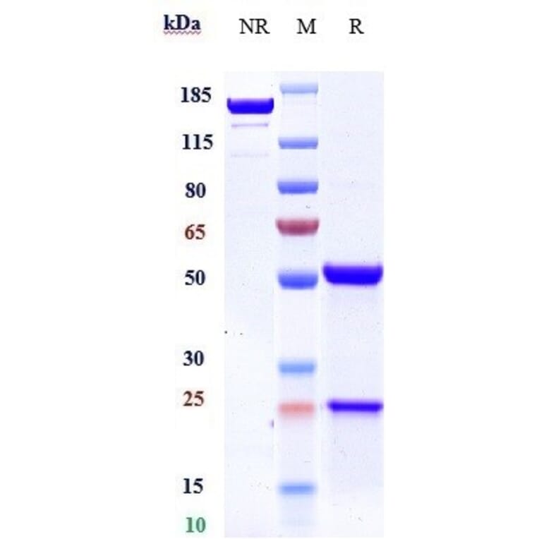 SDS-PAGE - Rovalpituzumab Biosimilar - Anti-DLL3 Antibody - Low endotoxin, Azide free (A323712) - Antibodies.com