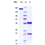 SDS-PAGE - Rovalpituzumab Biosimilar - Anti-DLL3 Antibody - Low endotoxin, Azide free (A323712) - Antibodies.com