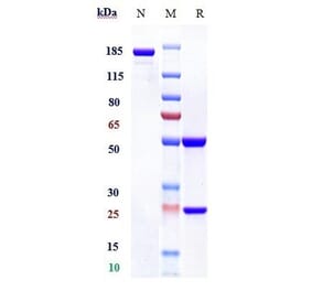 SDS-PAGE - Sabatolimab Biosimilar - Anti-TIM 3 Antibody - Low endotoxin, Azide free (A323715) - Antibodies.com