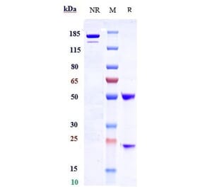 SDS-PAGE - Samrotamab Biosimilar - Anti-LRRC15 Antibody - Low endotoxin, Azide free (A323720) - Antibodies.com