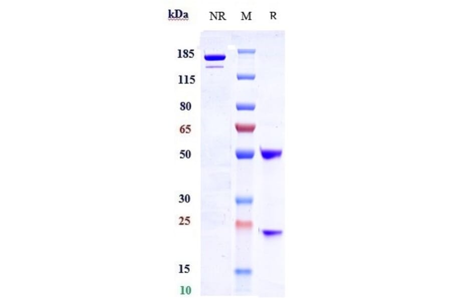 SDS-PAGE - Samrotamab Biosimilar - Anti-LRRC15 Antibody - Low endotoxin, Azide free (A323720) - Antibodies.com