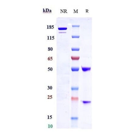 SDS-PAGE - Samrotamab Biosimilar - Anti-LRRC15 Antibody - Low endotoxin, Azide free (A323720) - Antibodies.com