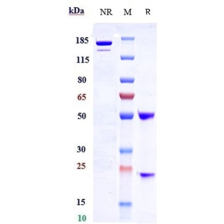 SDS-PAGE - Samrotamab Biosimilar - Anti-LRRC15 Antibody - Low endotoxin, Azide free (A323720) - Antibodies.com
