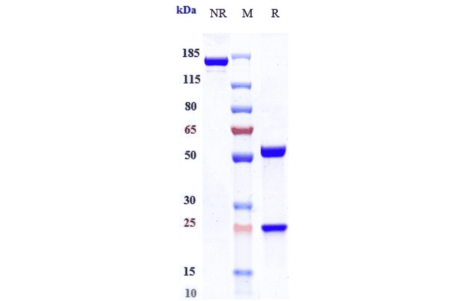 SDS-PAGE - Sapelizumab Biosimilar - Anti-IL-6R Antibody - Low endotoxin, Azide free (A323721) - Antibodies.com